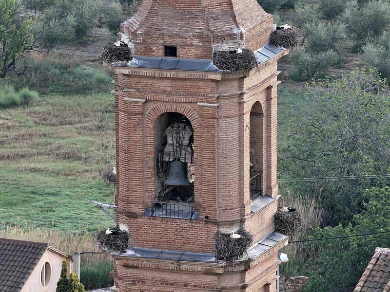 Alcolea de Cinca. Ooievaars